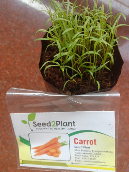 Organic Carrot Seeds - Open Pollinated