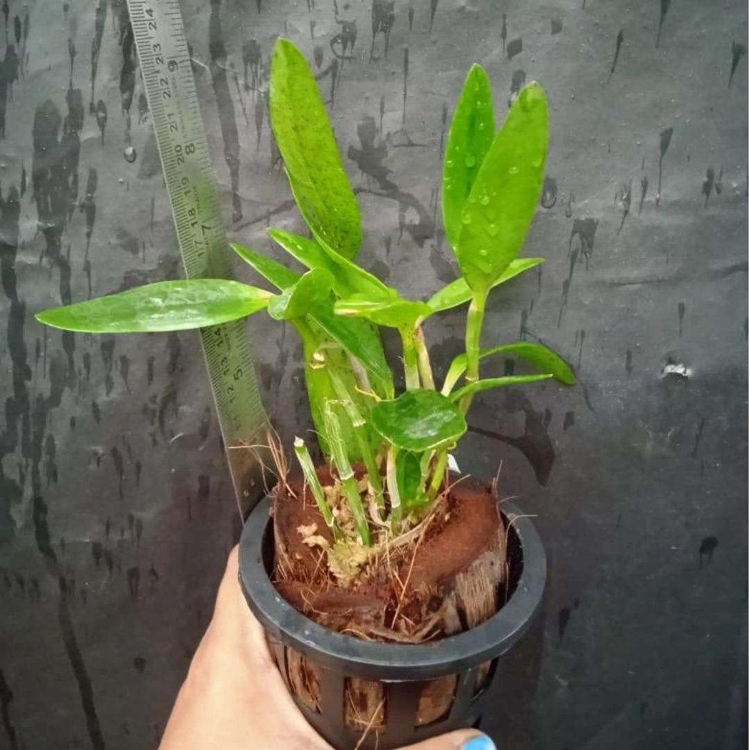 Cattleya Forbesii - Blooming Size