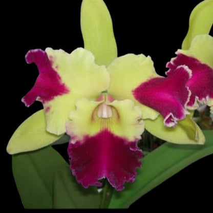 Cattleya Kat Red Panda Dragon - Blooming Size