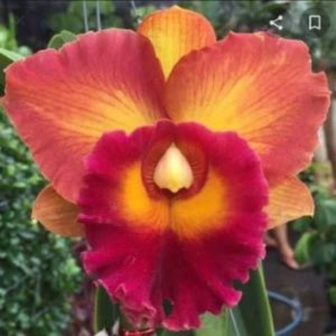 Cattleya Nakornchaisri Delight #1 - Blooming Size