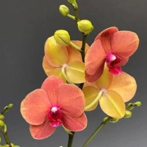 Phalaenopsis Surf Song - Blooming Size