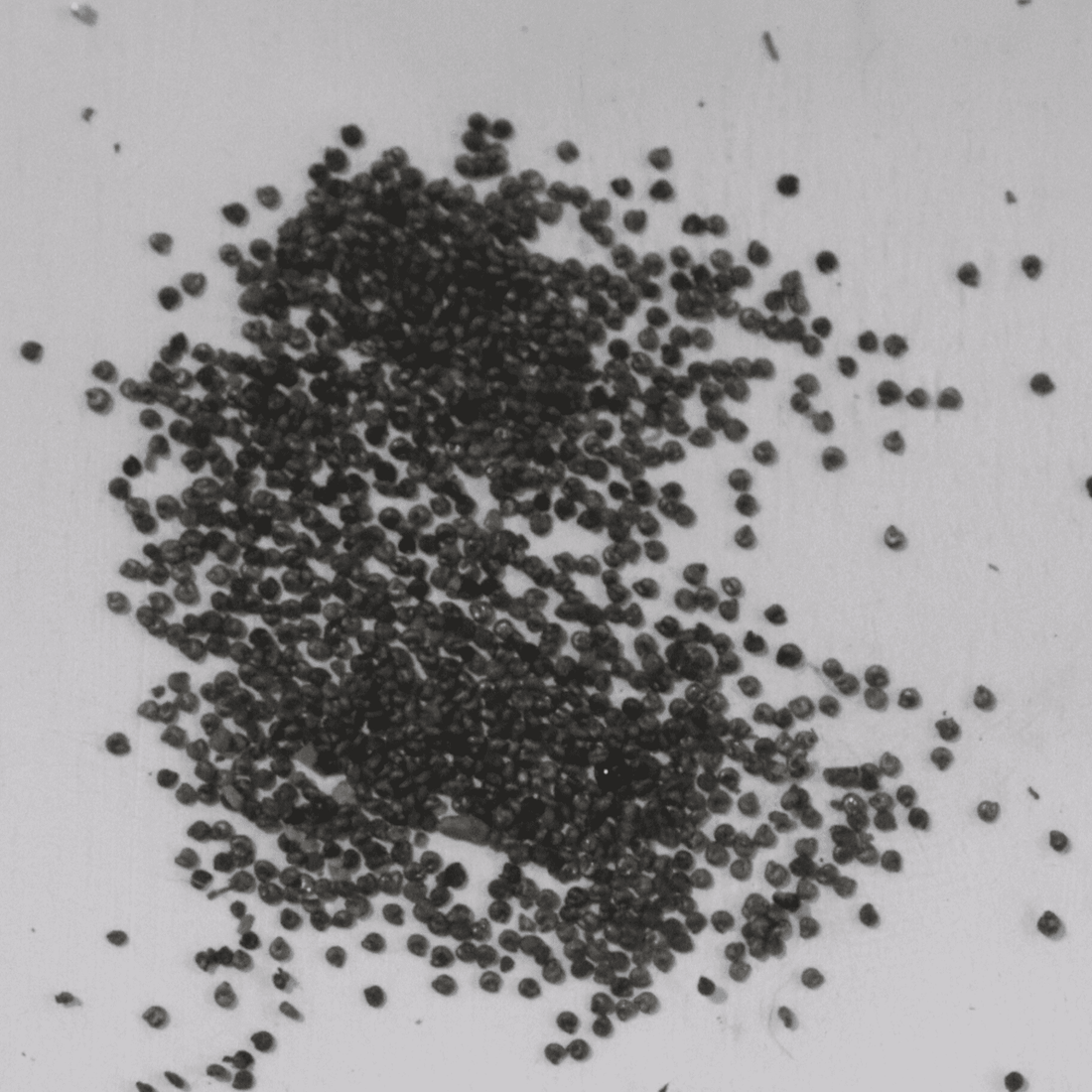 Celosia Plumosa Mix Seeds