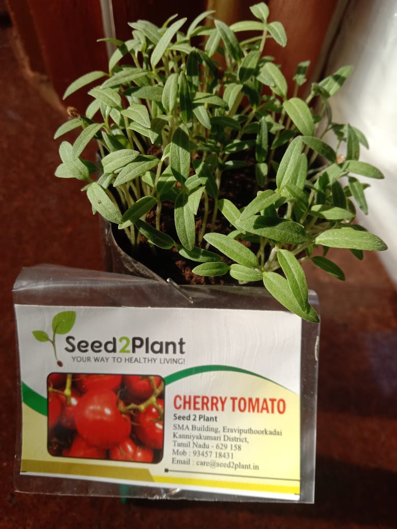 Organic Cherry Tomato Seeds - Open Pollinated