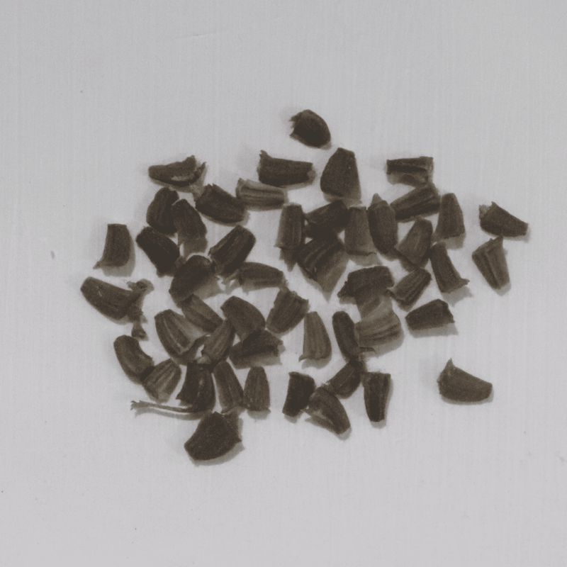 Chrysanthemum White Seeds