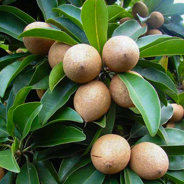 Chikku Sapote Grafted Live Plant (Manilkara Zapota)