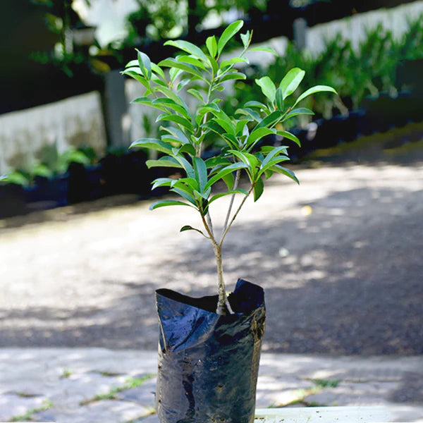 Chikku Sapote Grafted Live Plant (Manilkara Zapota)