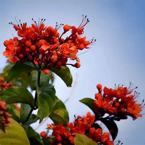 Flaming Glorybower Live Plant