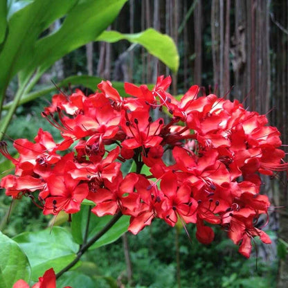 Flaming Glorybower Live Plant