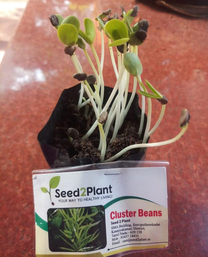Organic Cluster Bean Seeds - Open Pollinated