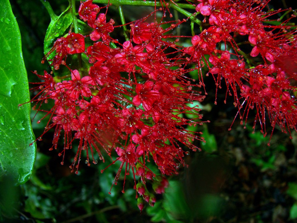 Combretum Coccineum Live Plant