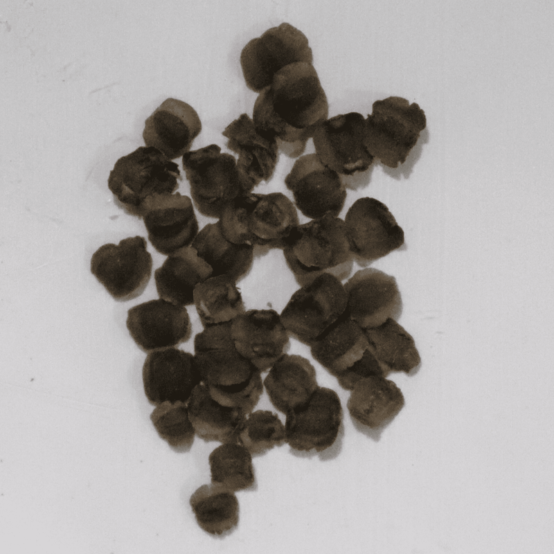 Coreopsis Sunray Seeds