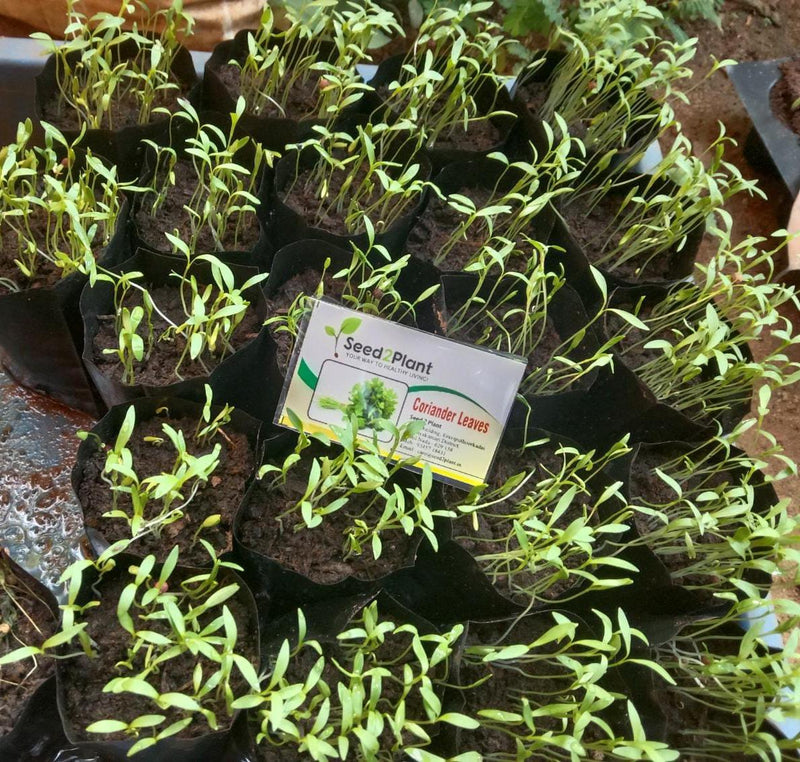Organic Coriander Leaves Seeds - Open Pollinated