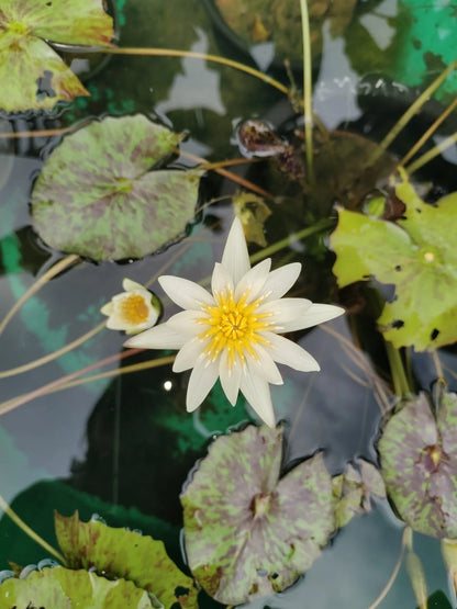 Nymphaea Crystal (Tropical Water Lily)