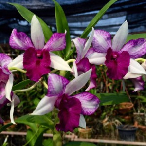 Dendrobium Frieda - Blooming Size