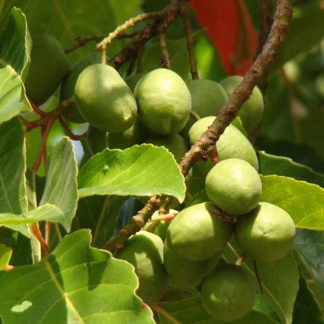 Ceylon Olive Live Plant (Elaeocarpus Serratus)