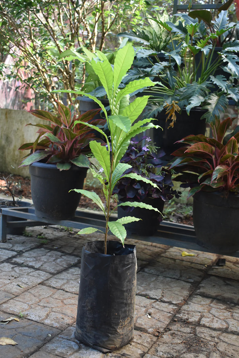 Abiu Fruit Live Plant (Pouteria Caimito)