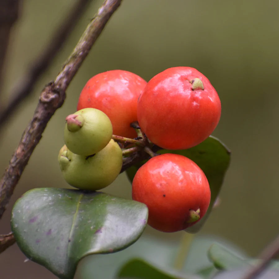 Cedar Bay Cherry Live Plant (Eugenia Reinwardtiana)