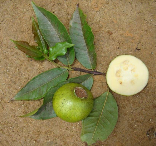 Araca Pera Live Plant (Psidium acutangulum)