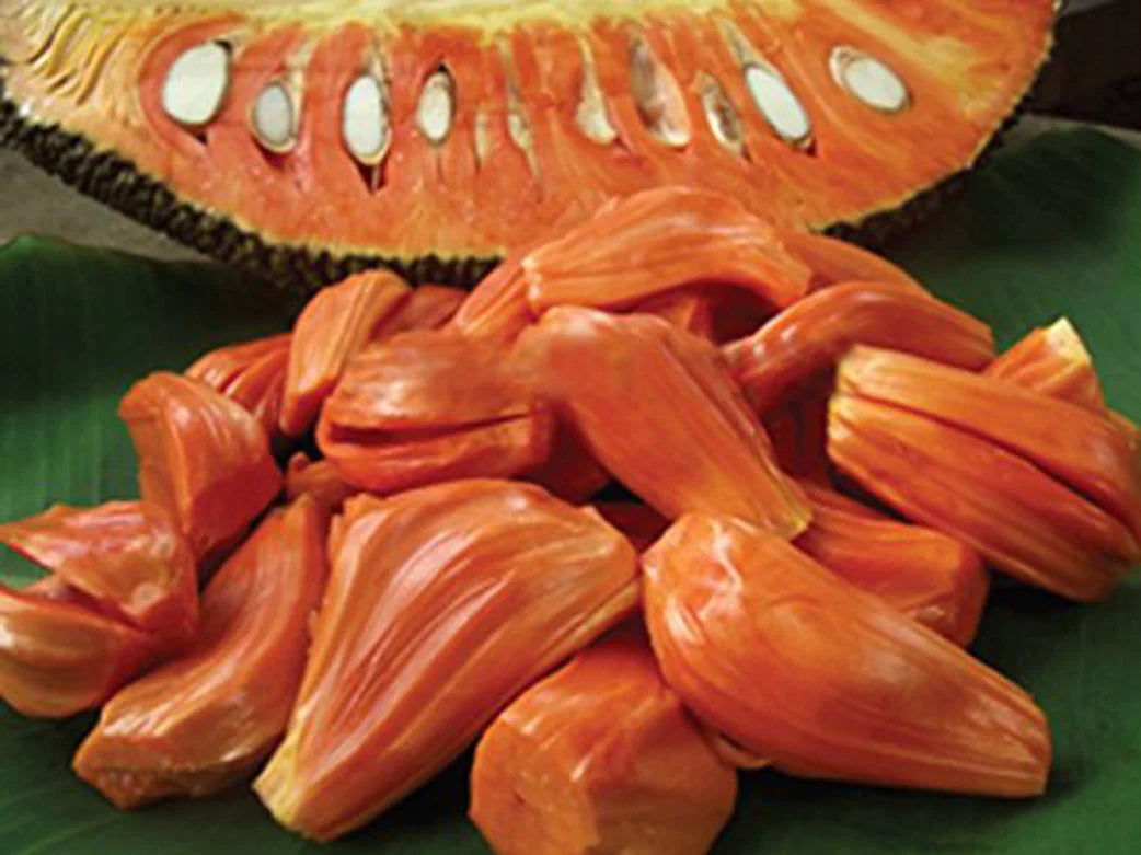 Daeng Surya Grafted Jack Fruit Plant