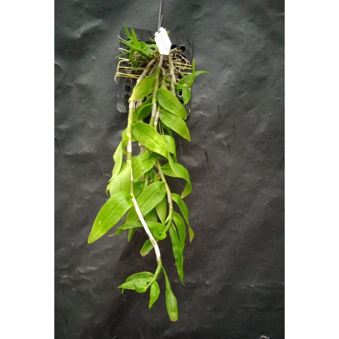 Dendrobium Aphyllum Alba - Blooming Size