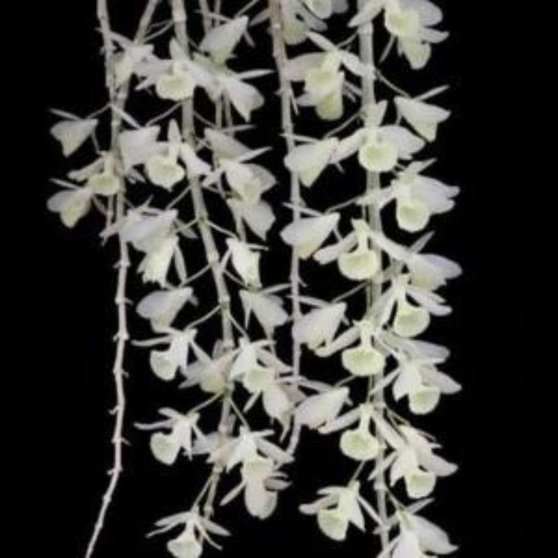 Dendrobium Aphyllum Alba - Blooming Size