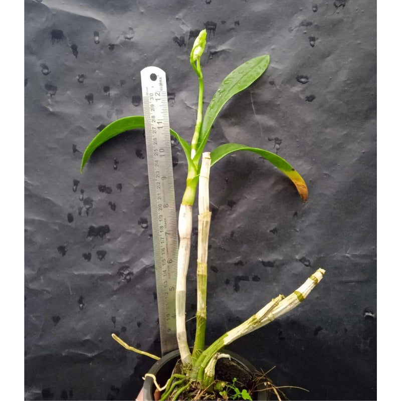 Dendrobium Burana Sunshine - Blooming Size
