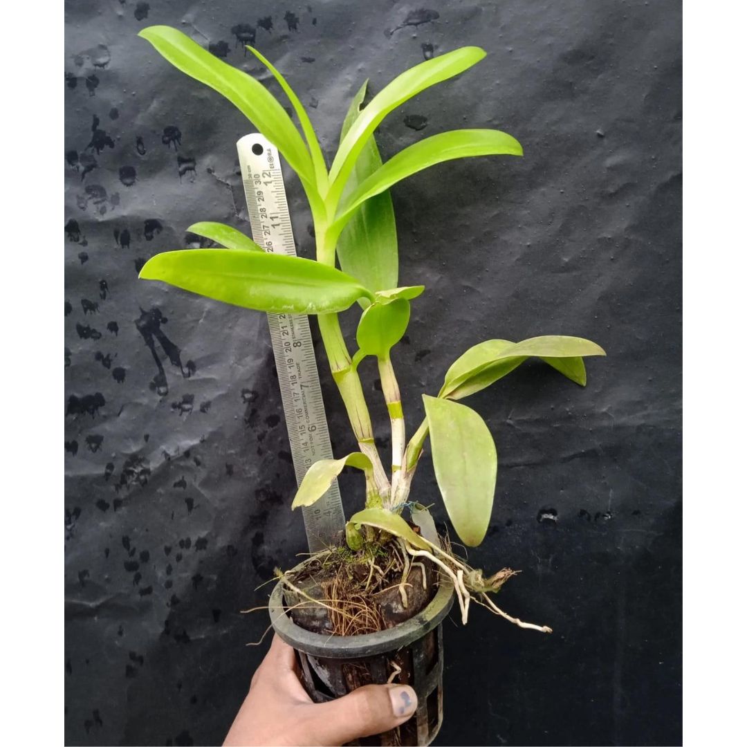 Dendrobium Caesar Warawan - Blooming Size
