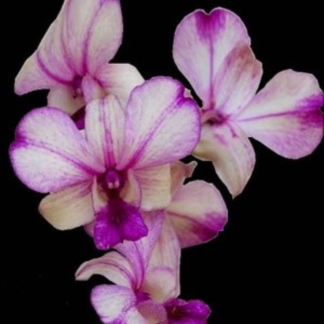 Dendrobium Popeye - Blooming Size