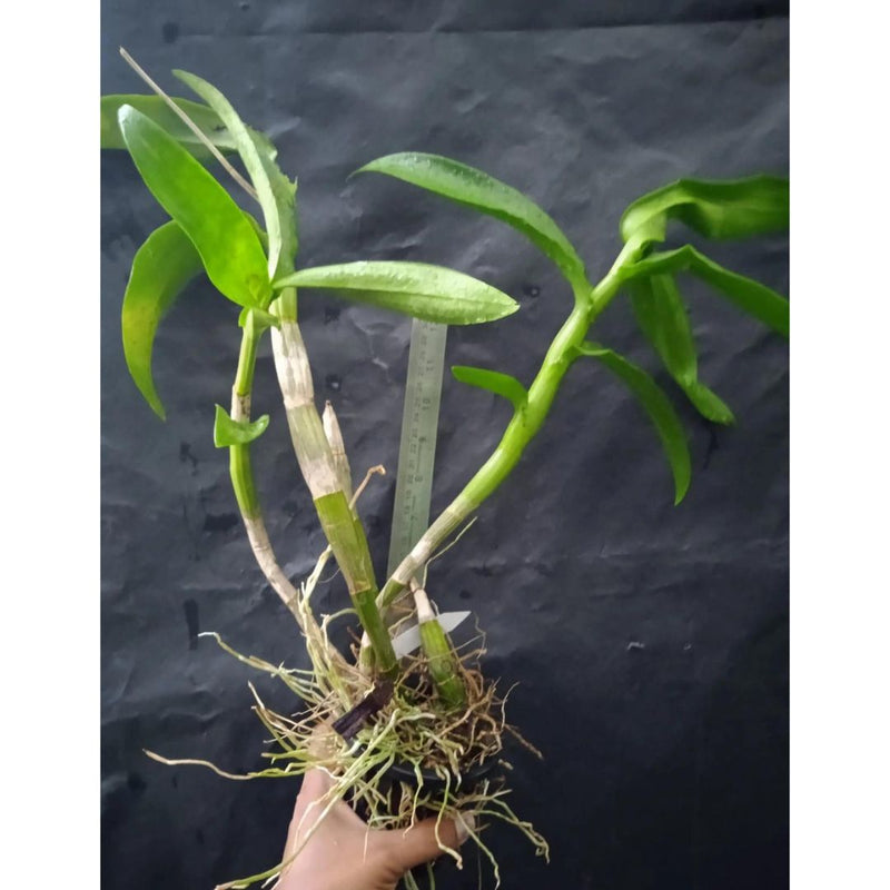 Dendrobium Trisara - Blooming Size