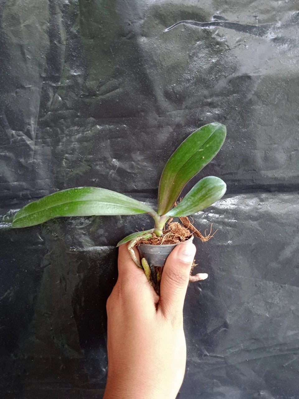 Phalaenopsis Echoes (Seedling)