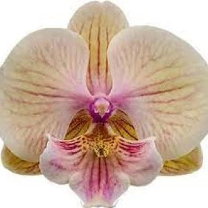 Phalaenopsis Echoes (Seedling)