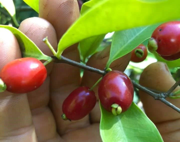 Pitanga de Perdiz Live Plant (Eugenia Observa)