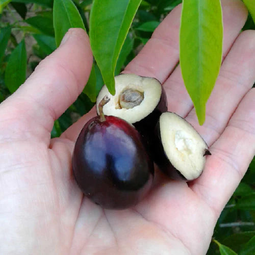 Rainforest Plum Live Plant (Eugenia candolleana)