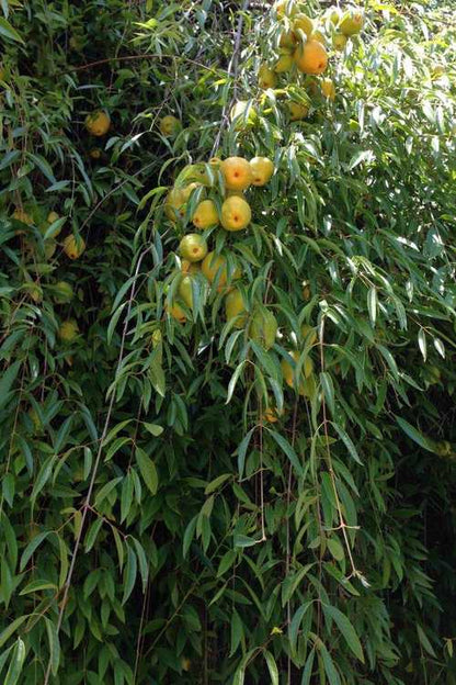 Ubajai Live Plant (Eugenia Myrcianthes)