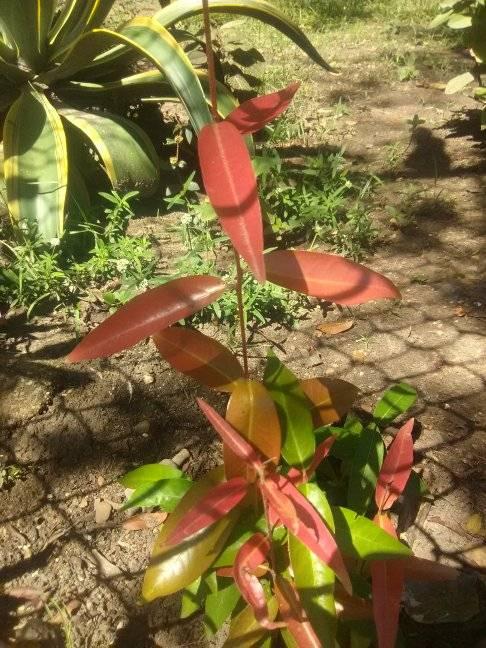 Ubaia Live Plant (Eugenia Patrisii)