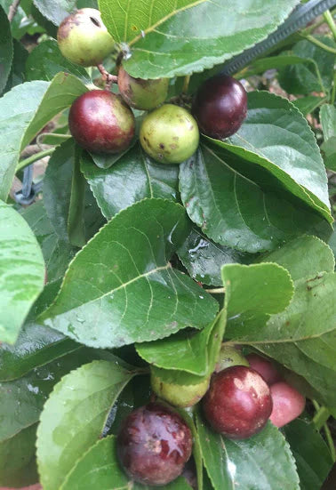 Manila Cherry Live Plant (Flacourtia SP)