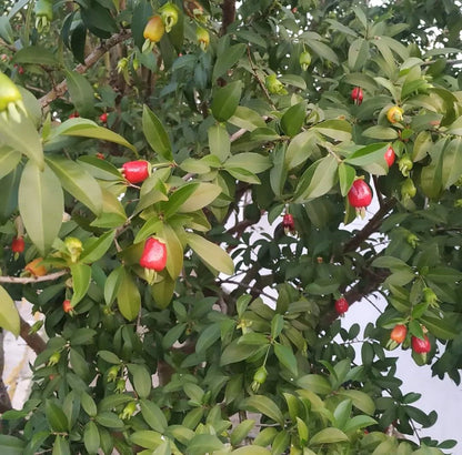 Cherry of De Rio Grande Live Plant (Eugenia Involucrata)