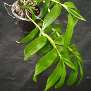 Dendrobium Friedericksianum - Blooming Size