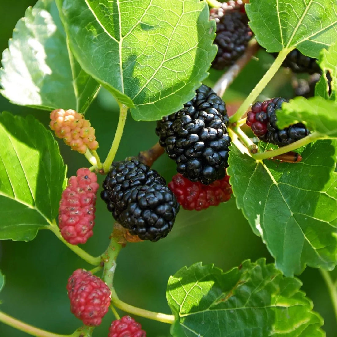 Mulberry Well Rooted Live Plant