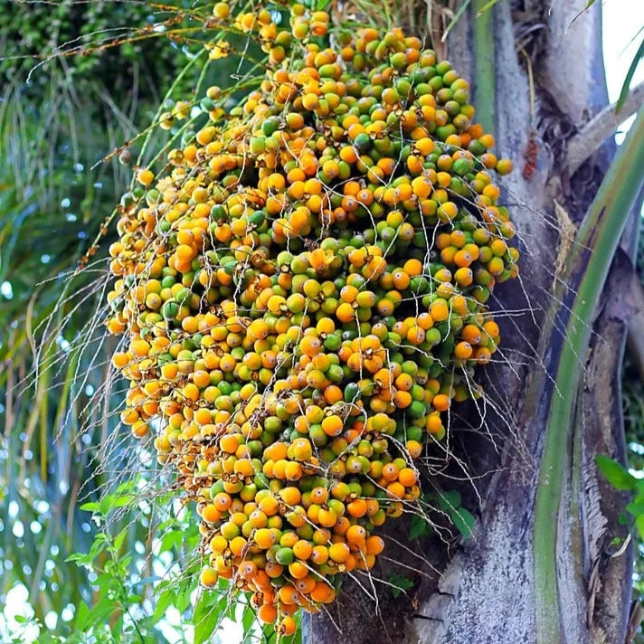 Butia Palm Live Plant (Butia Capitata)
