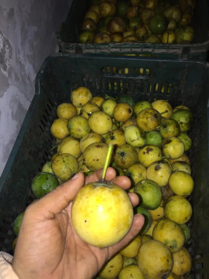 Mexican Garcinia Live Plant (Luc&