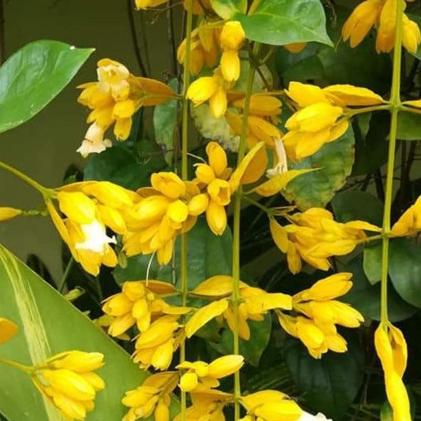 Golden Cascade Creeper/Climber Flowering Live Plant