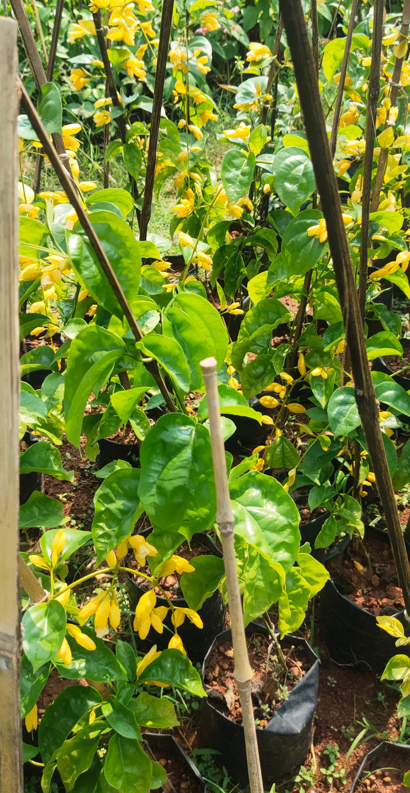 Golden Cascade Grafted Live Plant