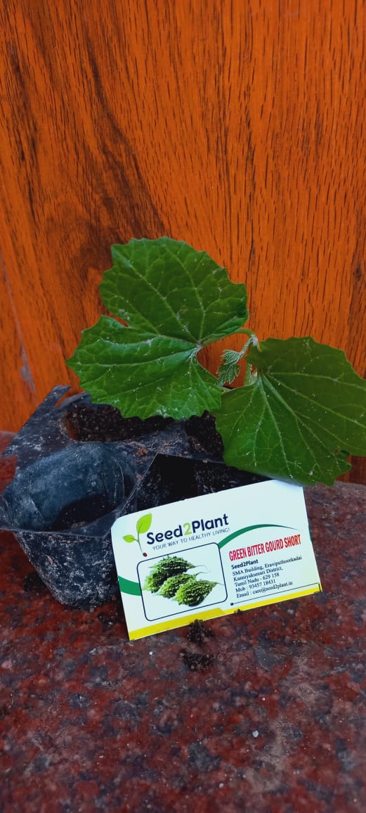 Organic Green Short Bitter Gourd Seeds - Open Pollinated