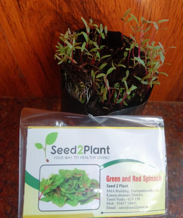 Organic Green &amp; Red Amaranthus Seeds (Renu Sree Cheera) - Open Pollinated