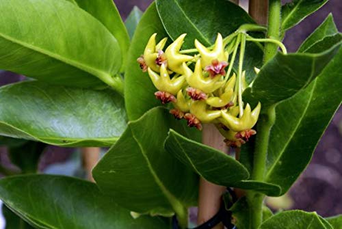 Hoya Densiflora Flowering Plant