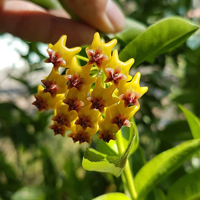Hoya Densiflora Flowering Plant