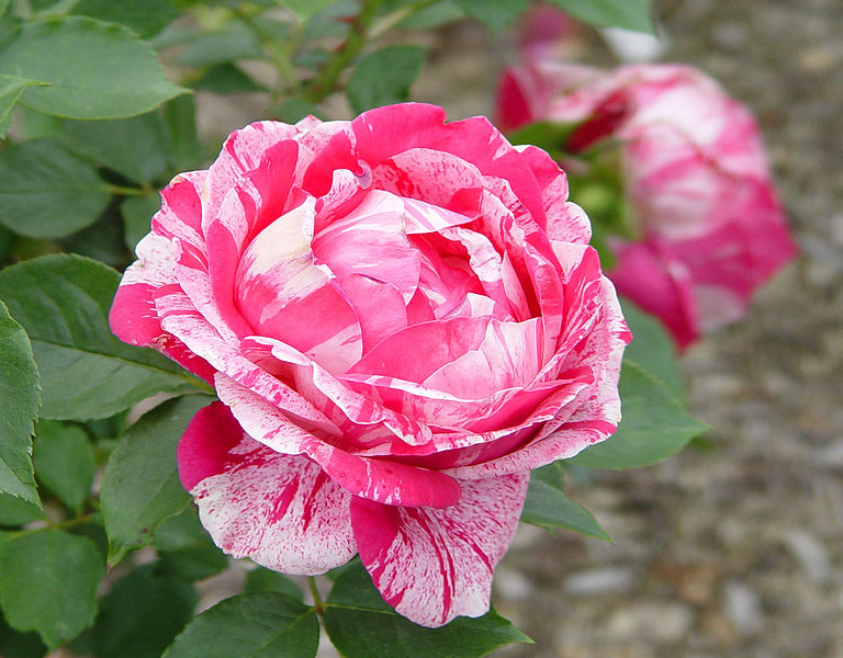 Scentimental Grafted Rose Live Plant