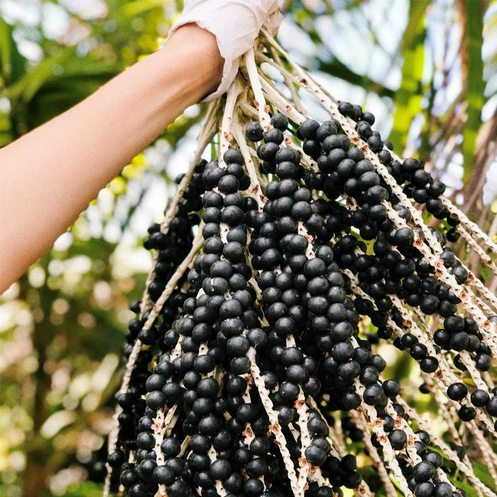 Acai Berry Fruit Live Plant (Euterpe Oleracea)