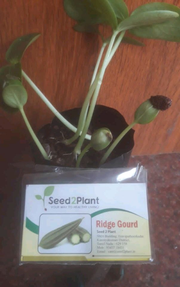 Organic Ridge Gourd Seeds - Open Pollinated